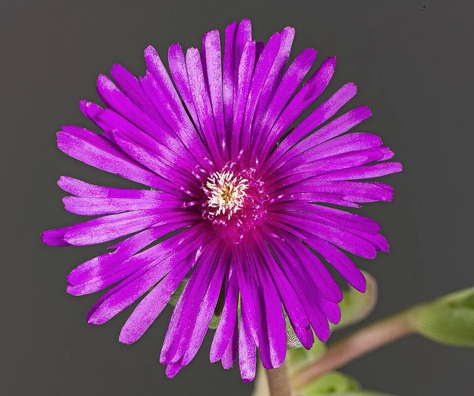 Delosperma Cooperi Flower — botanical anatomy illustration