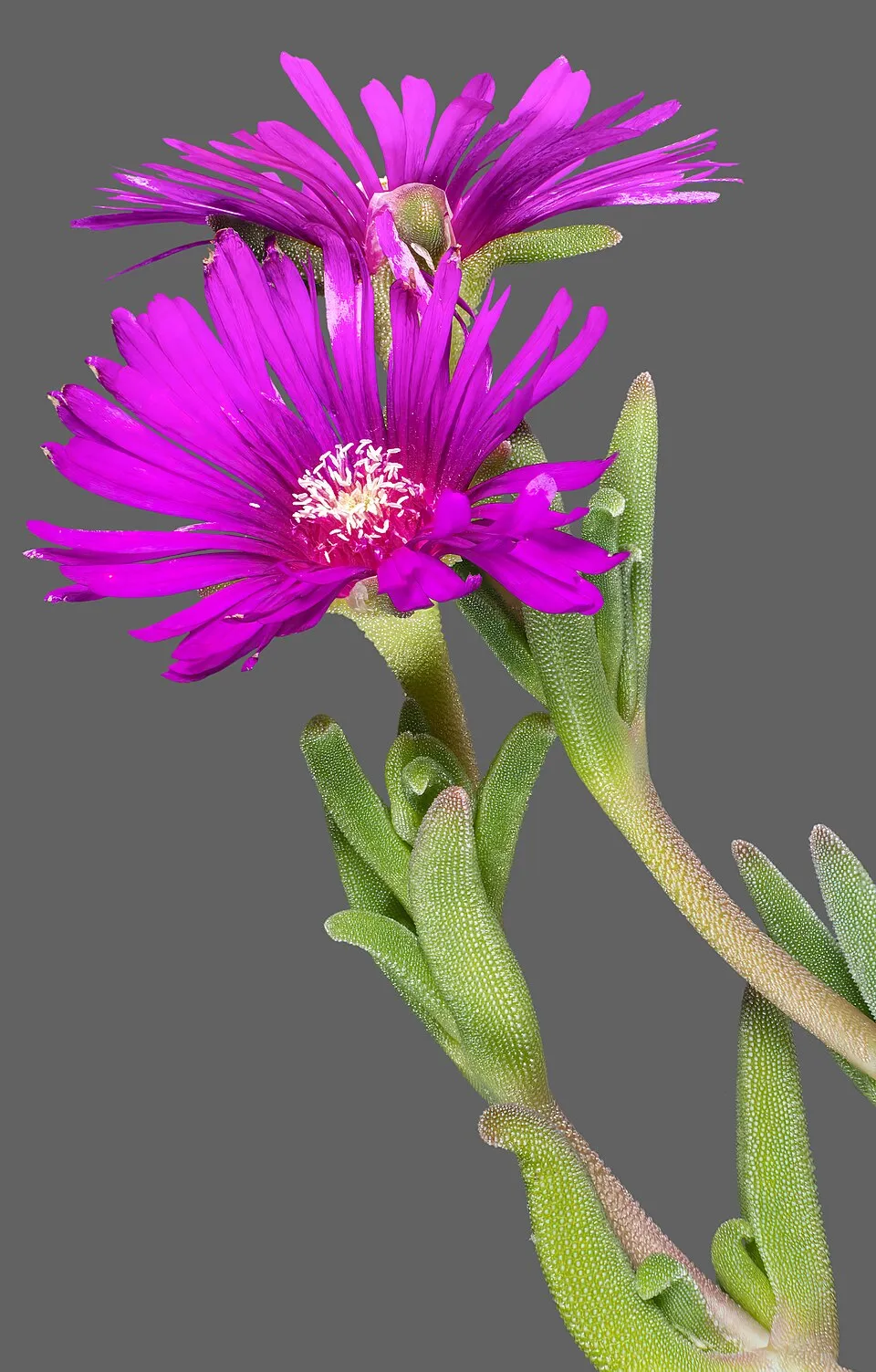 Delosperma Cooperi Leaf — botanical anatomy illustration