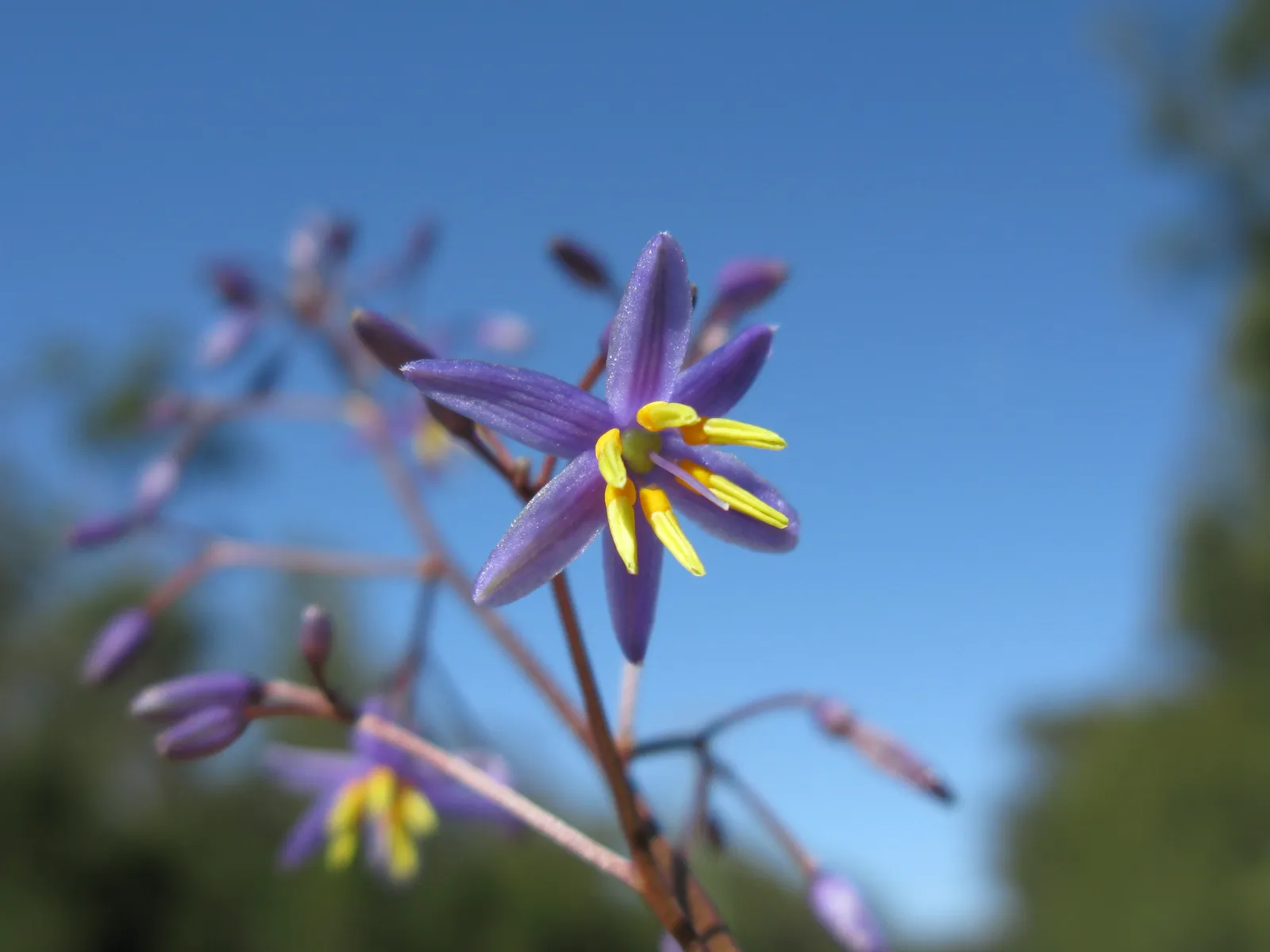 Dianella Caerulea Flower — botanical anatomy illustration