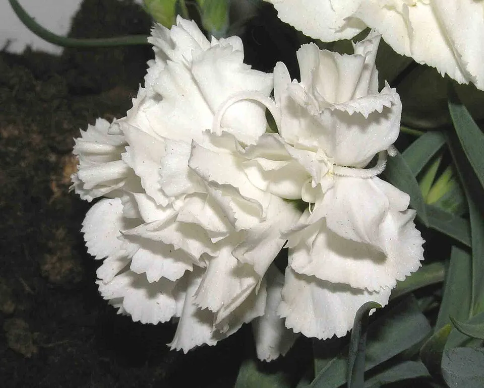 Dianthus Caryophyllus Flower — botanical anatomy illustration
