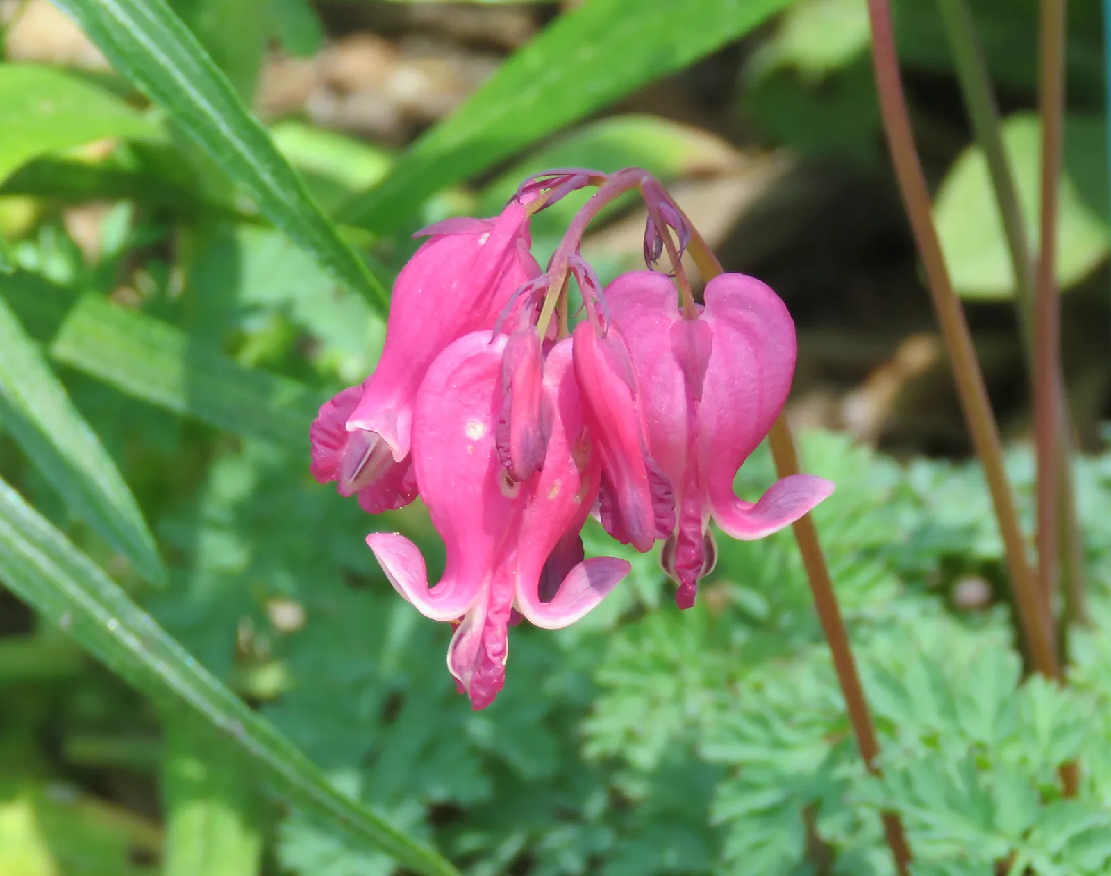 Dicentra Eximia Flower — botanical anatomy illustration