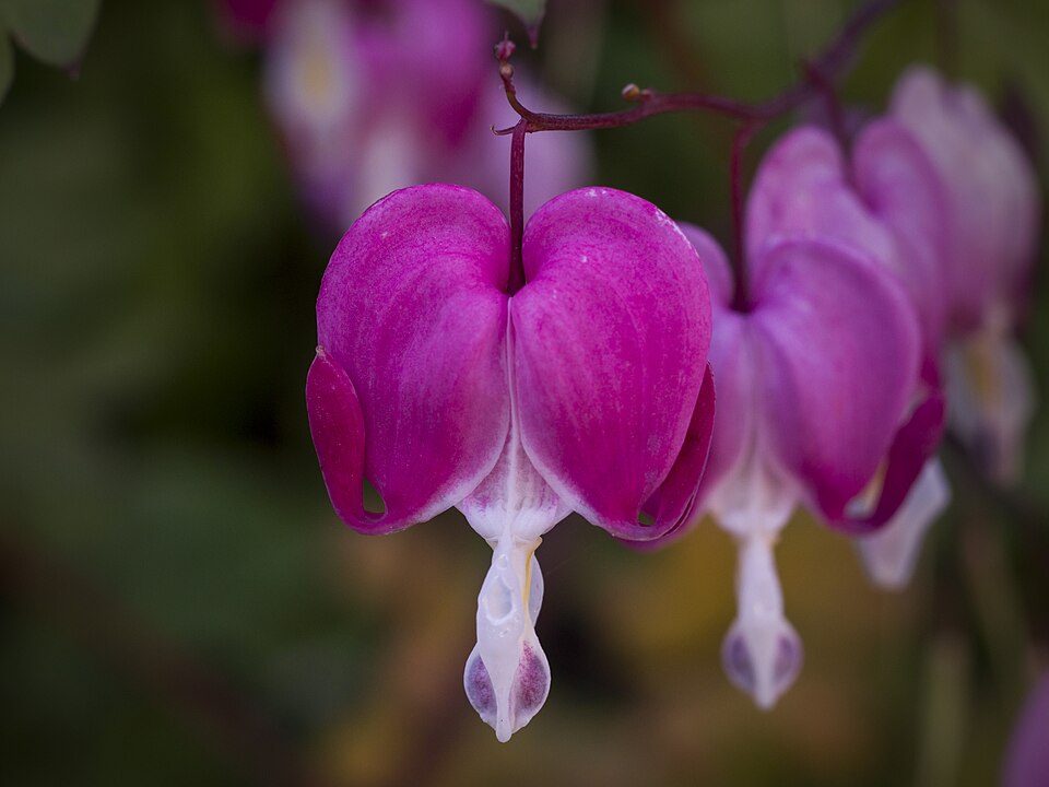 Dicentra Formosa Flower — botanical anatomy illustration