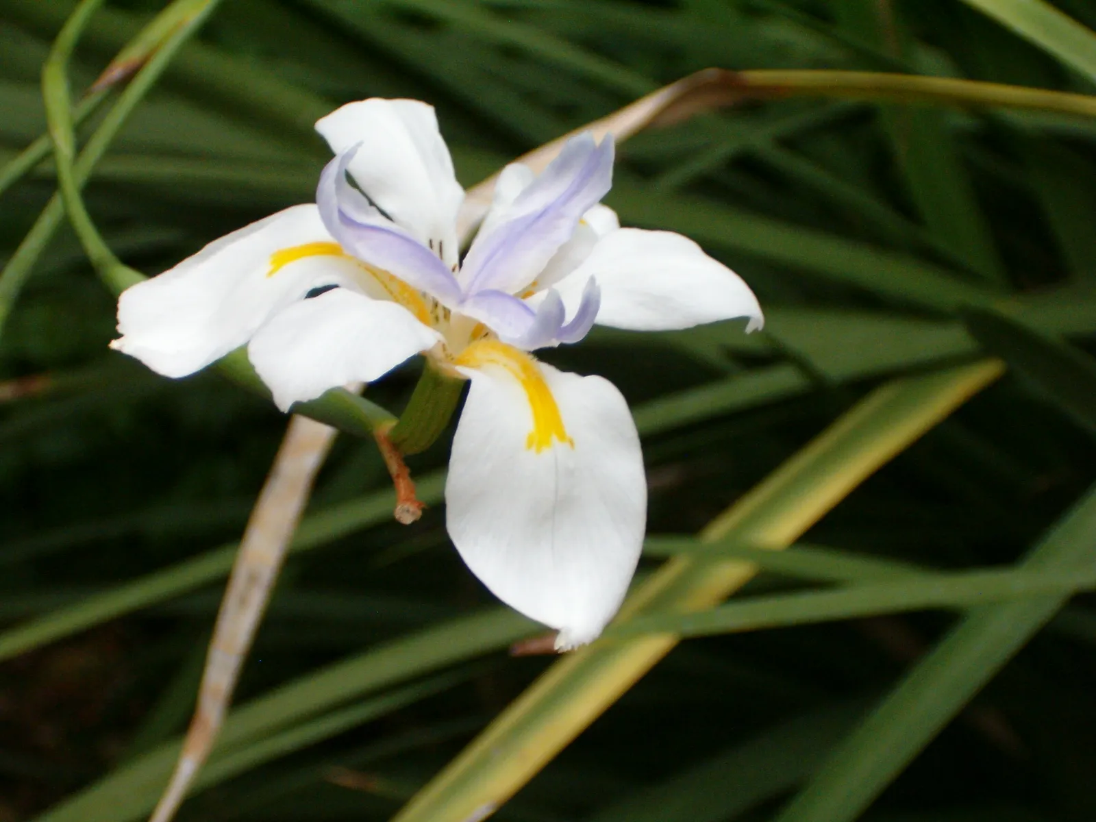 Dietes Grandiflora Flower — botanical anatomy illustration