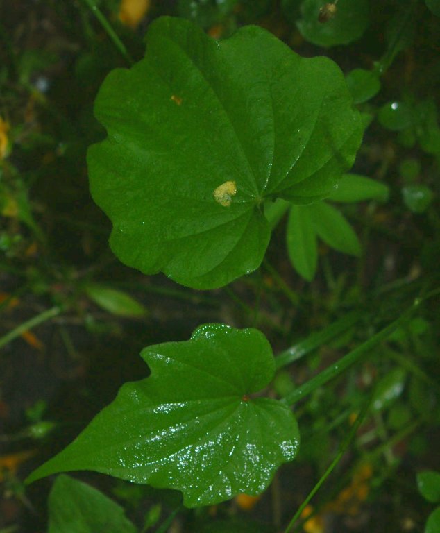 Dioscorea Nipponica Leaf — botanical anatomy illustration