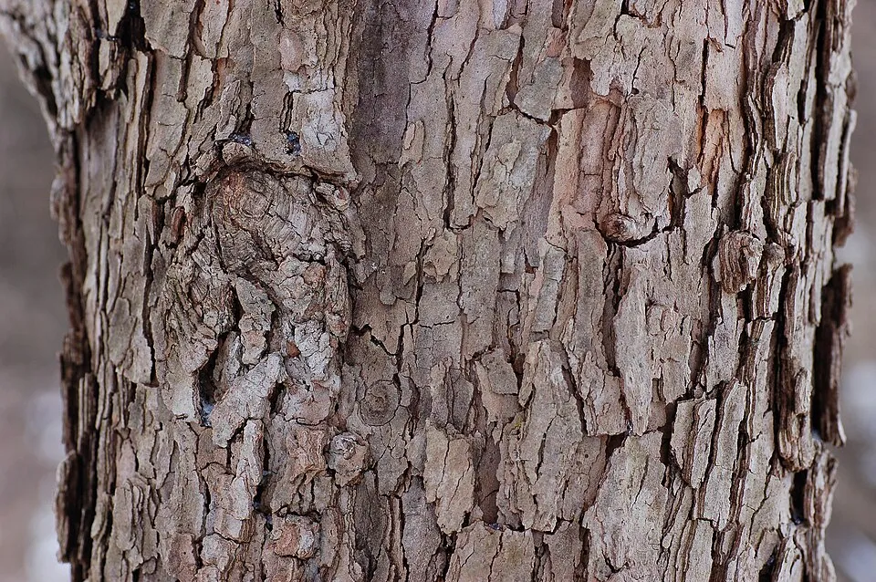 Dogwood Bark & Stem — botanical anatomy illustration