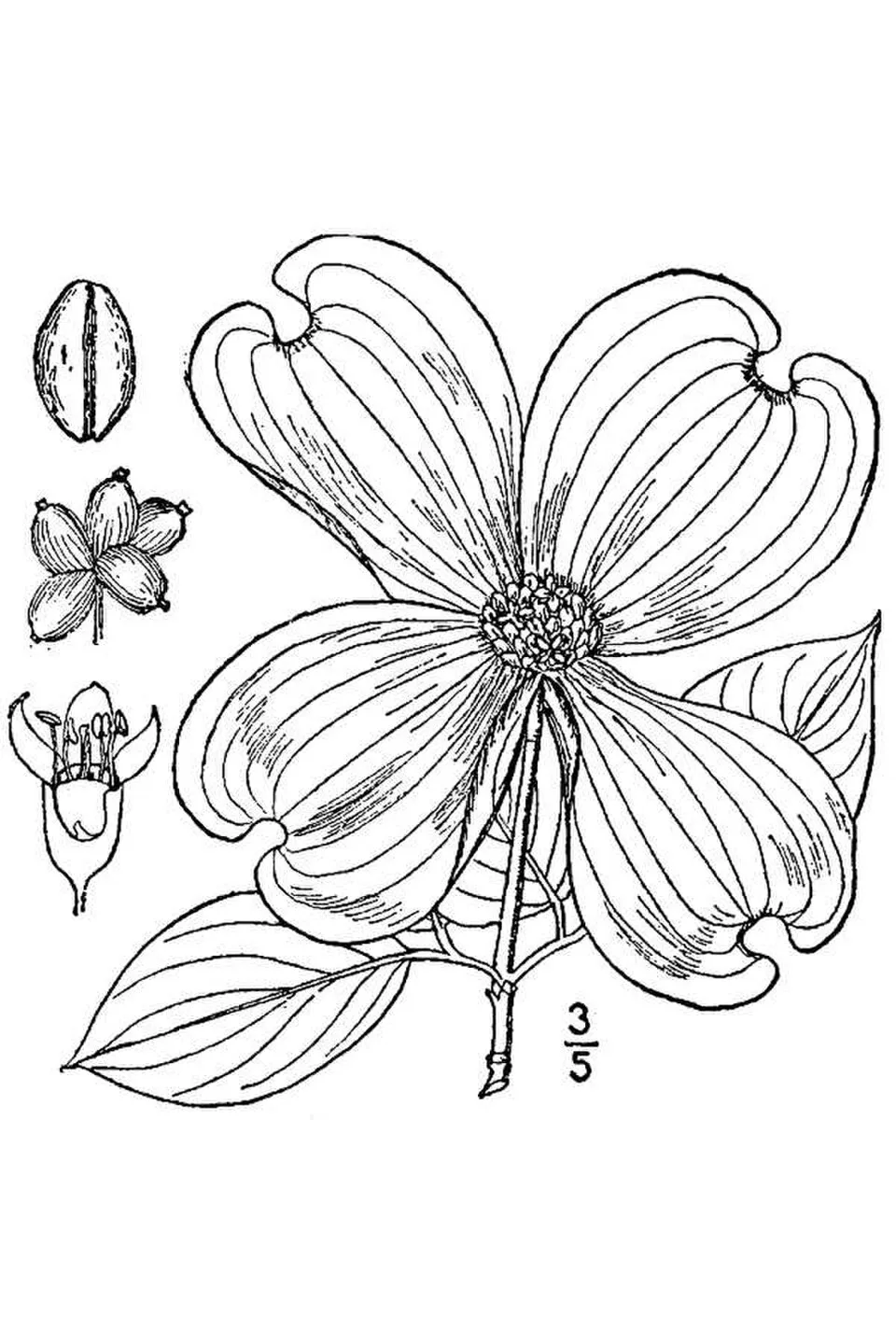 Dogwood Flower — botanical anatomy illustration