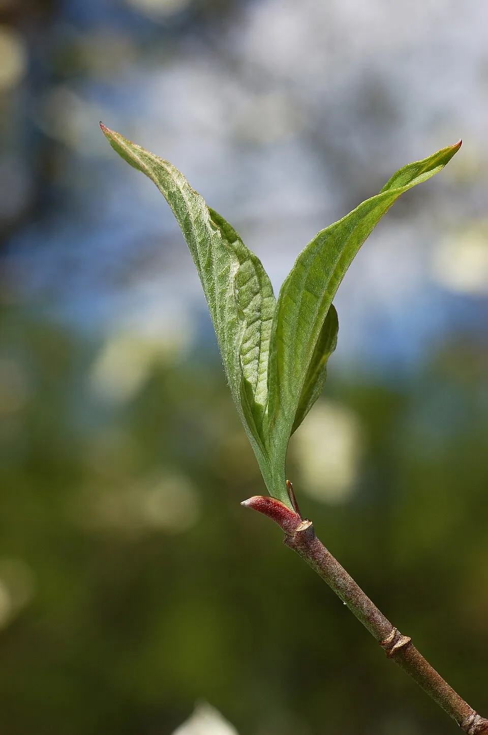 Dogwood Leaf — botanical anatomy illustration