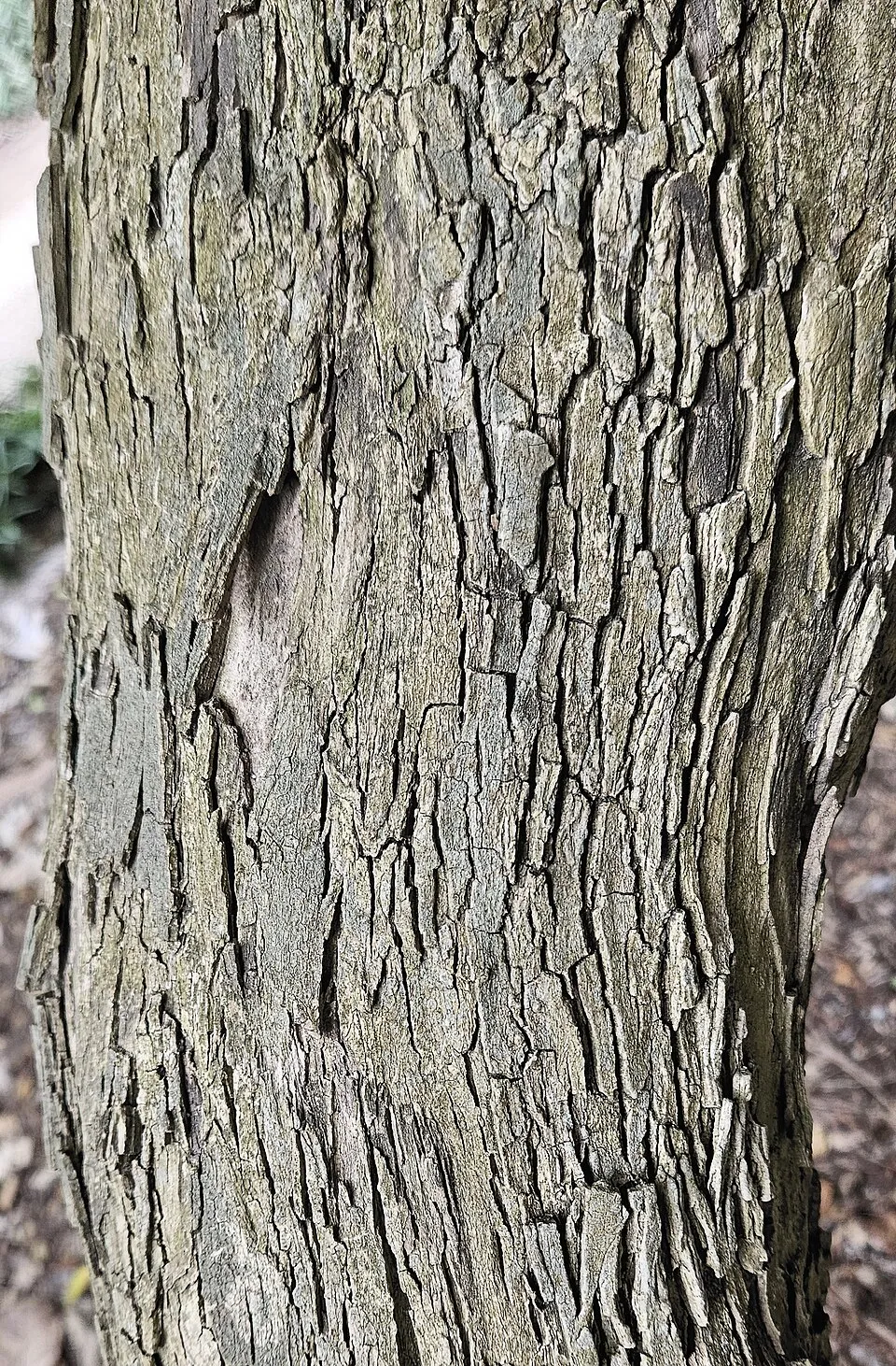 Duranta Erecta Bark & Stem — botanical anatomy illustration