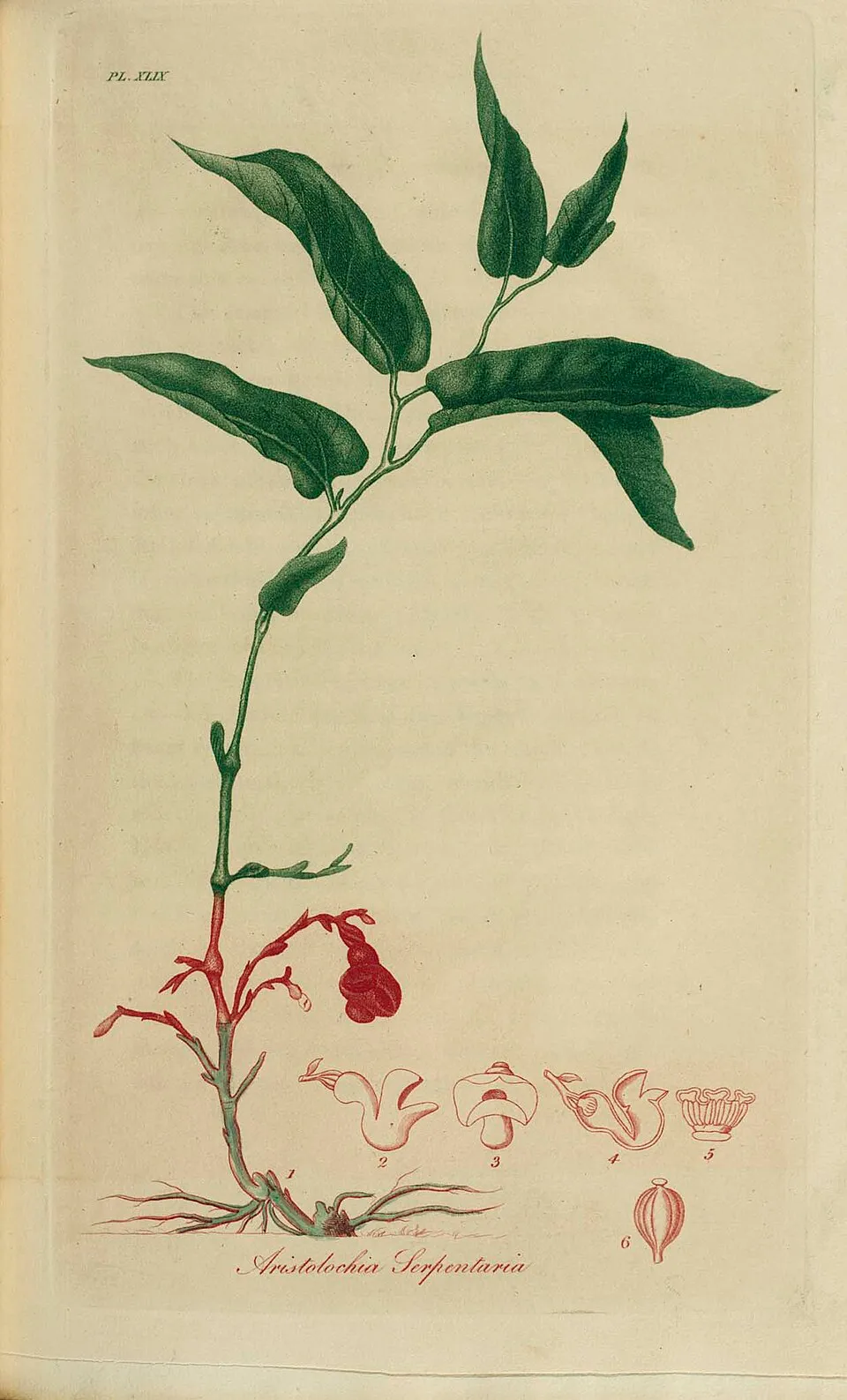 Dutchmans Pipe Root System — botanical anatomy illustration
