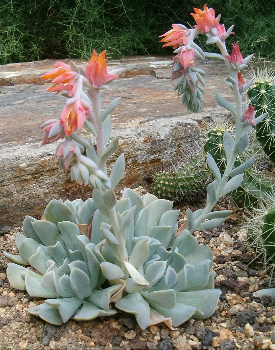Echeveria Topsy Turvy Flower — botanical anatomy illustration