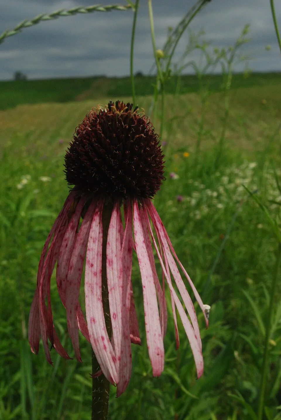 Echinacea Pallida Flower — botanical anatomy illustration
