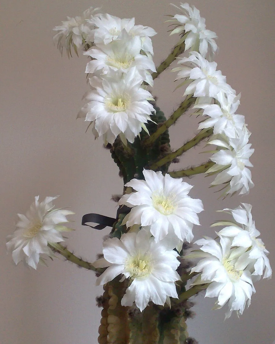 Echinopsis Subdenudata Flower — botanical anatomy illustration