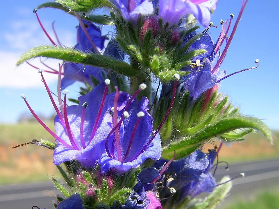 Echium Vulgare Flower — botanical anatomy illustration