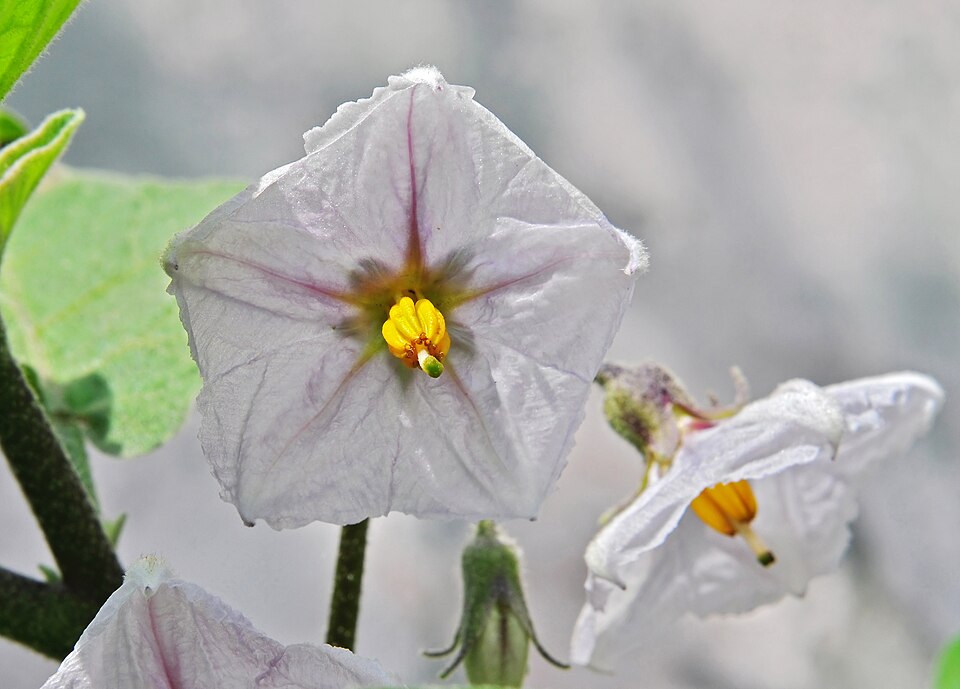 Eggplant Flower — botanical anatomy illustration