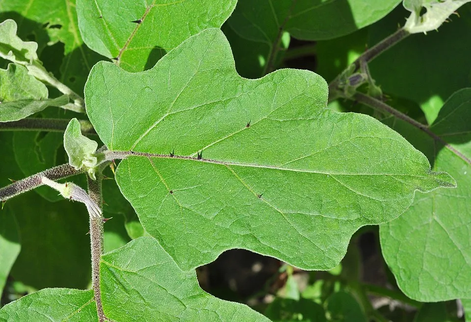 Eggplant Leaf — botanical anatomy illustration