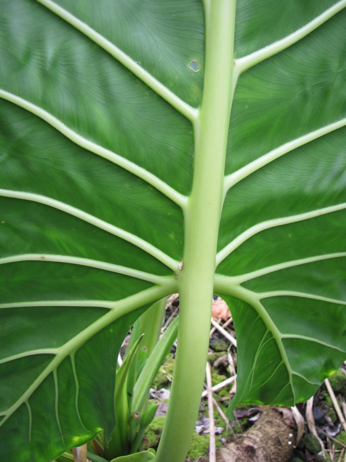 Elephant Ear Indoor Leaf — botanical anatomy illustration
