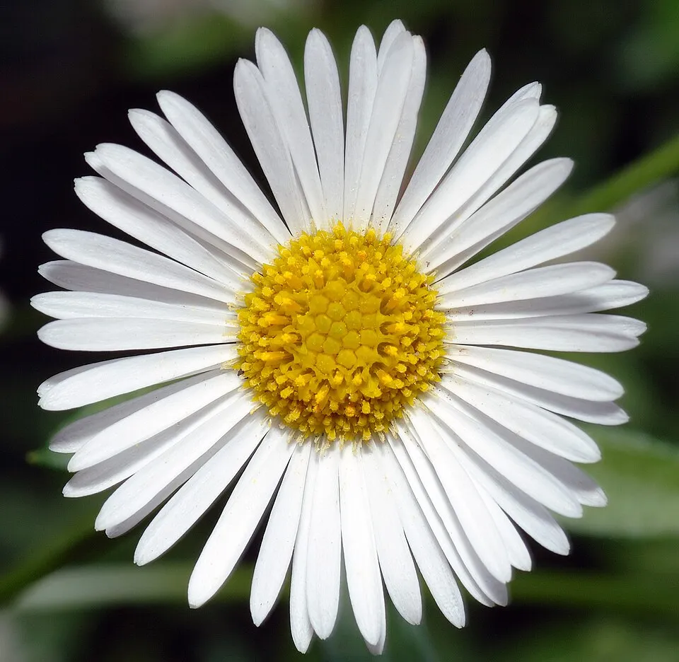 Erigeron Flower — botanical anatomy illustration