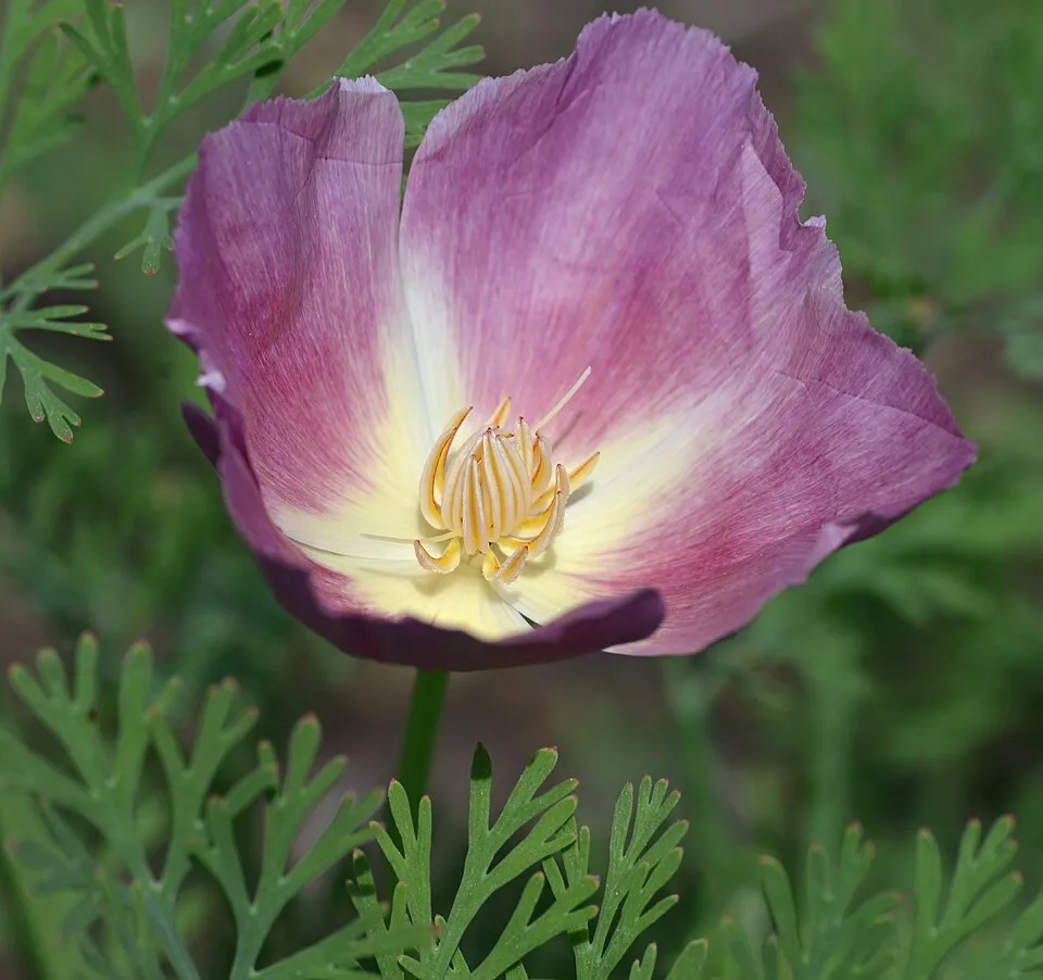 Eschscholzia Flower — botanical anatomy illustration