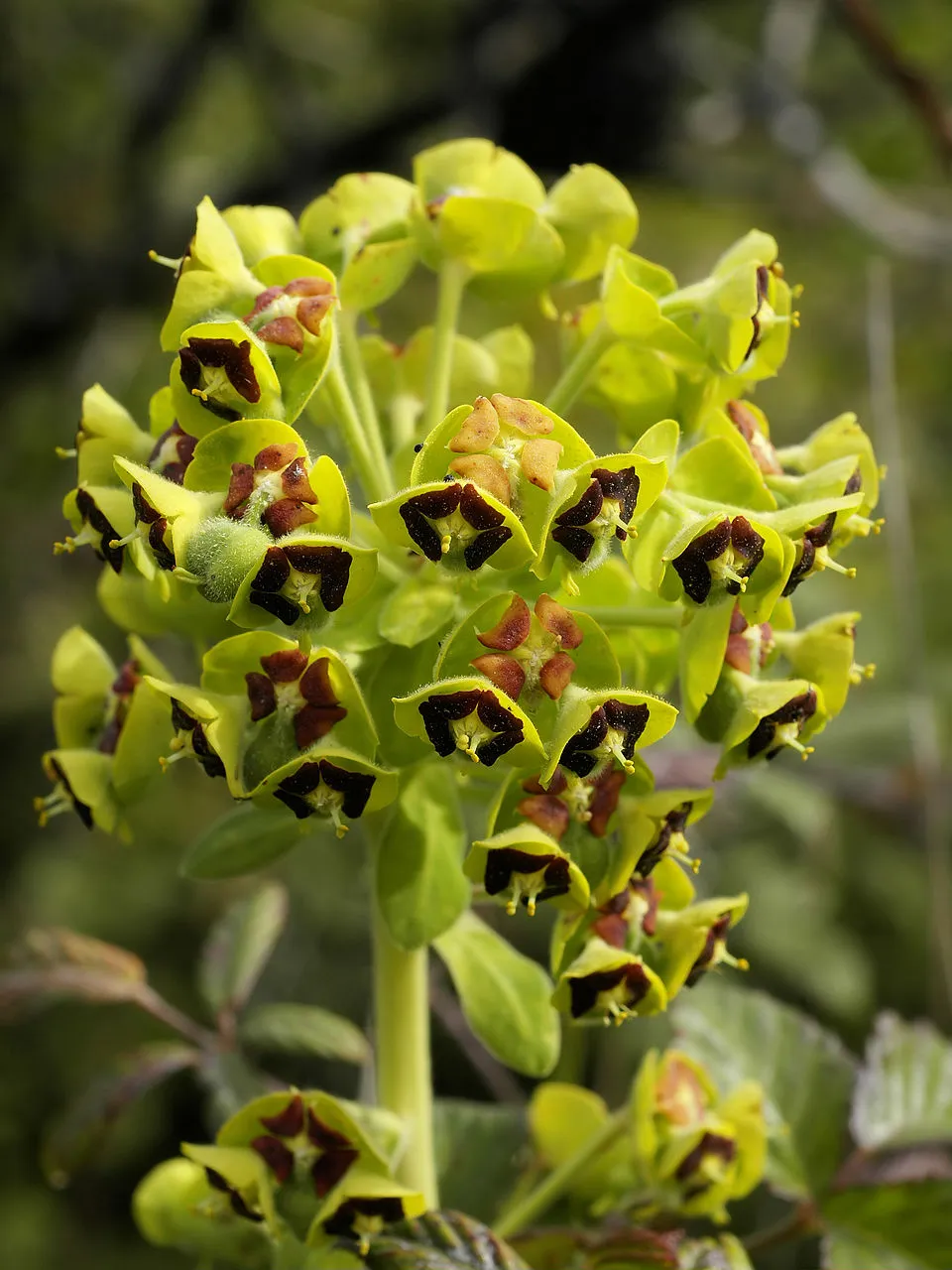 Euphorbia Characias Flower — botanical anatomy illustration