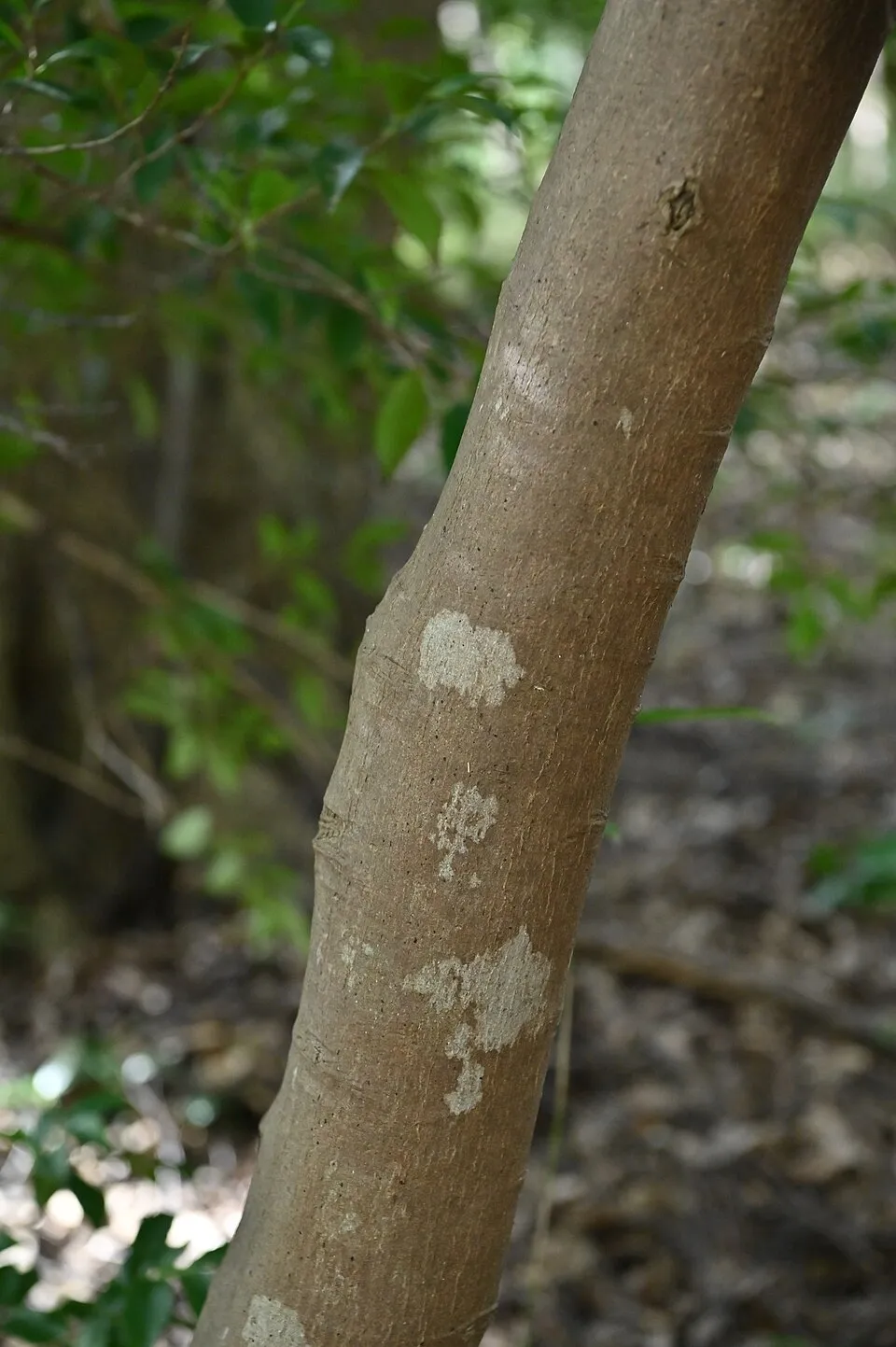 Eurya Japonica Bark & Stem — botanical anatomy illustration