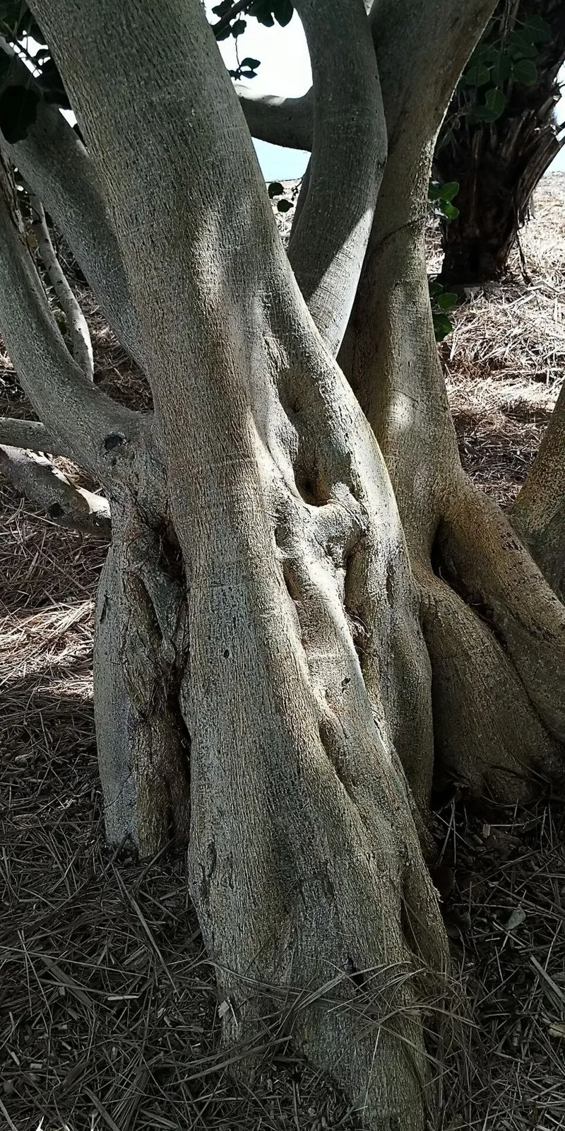 Ficus Petiolaris Bark & Stem — botanical anatomy illustration