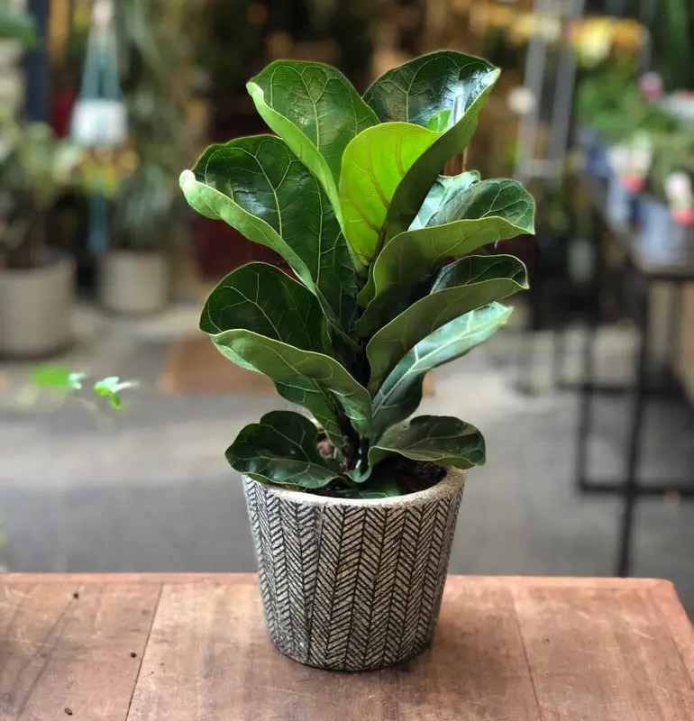 Fiddle Leaf Fig Bambino Leaf — botanical anatomy illustration