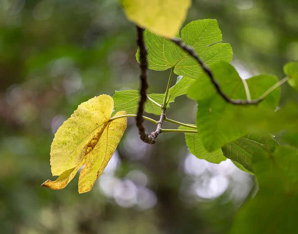Fig Tree Leaf — botanical anatomy illustration