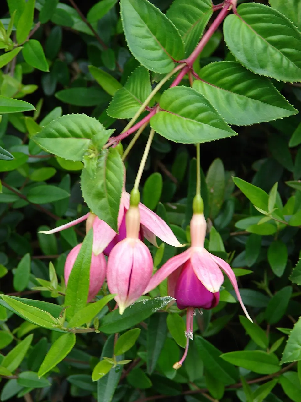 Fuchsia Leaf — botanical anatomy illustration