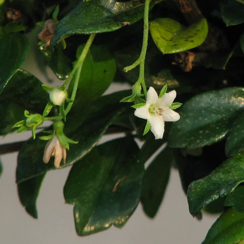 Fukien Tea Bonsai Flower — botanical anatomy illustration