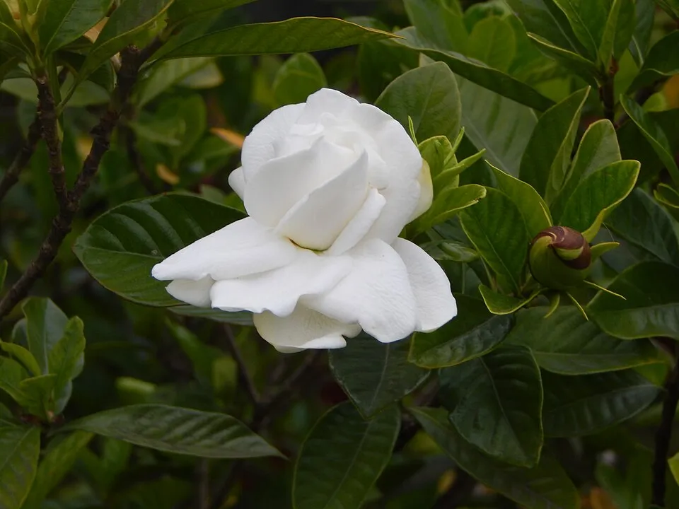 Gardenia Jasminoides Flower — botanical anatomy illustration