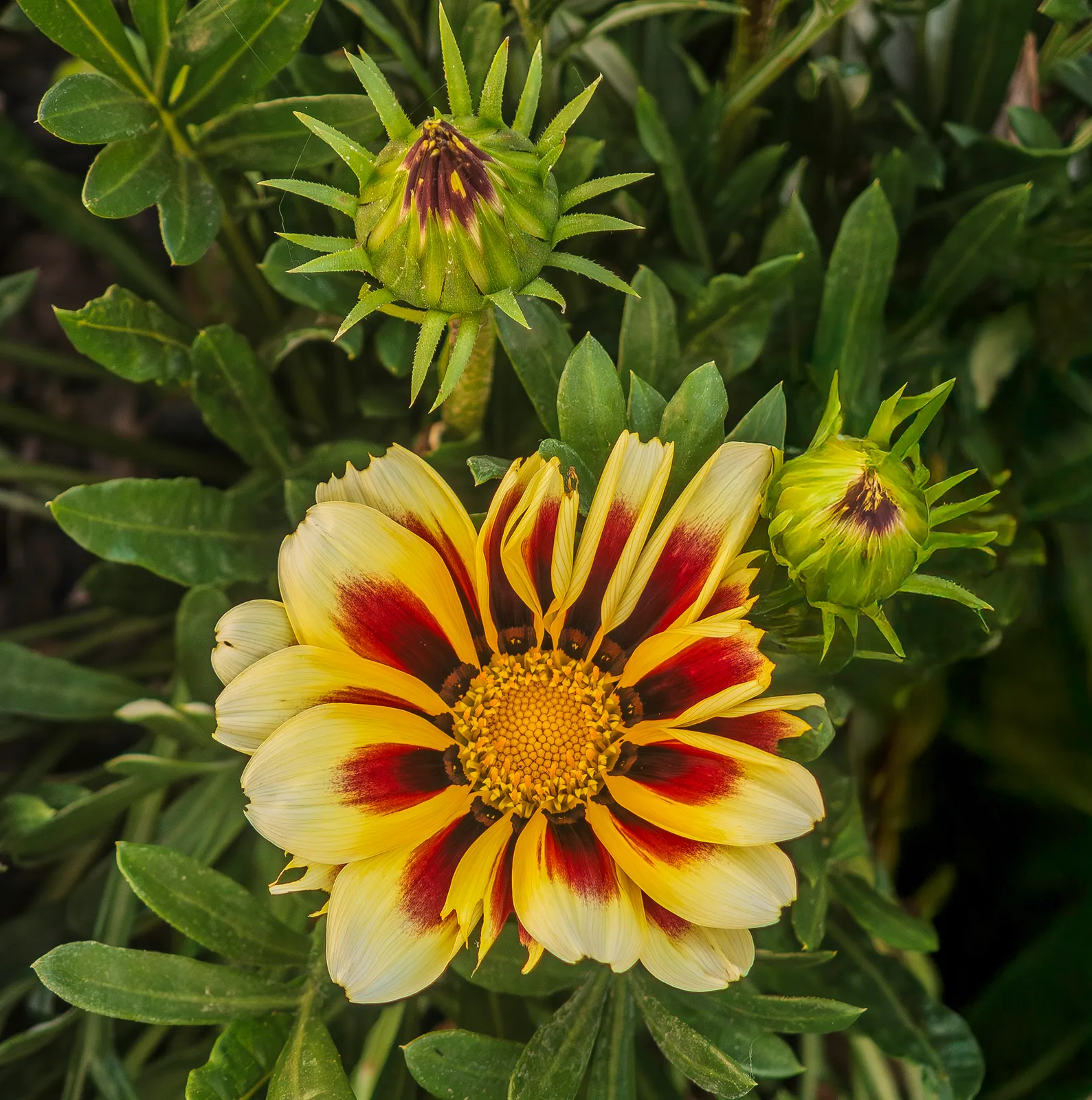 Gazania Rigens Flower — botanical anatomy illustration