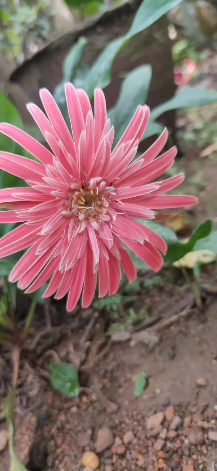 Gerbera Daisy Flower — botanical anatomy illustration
