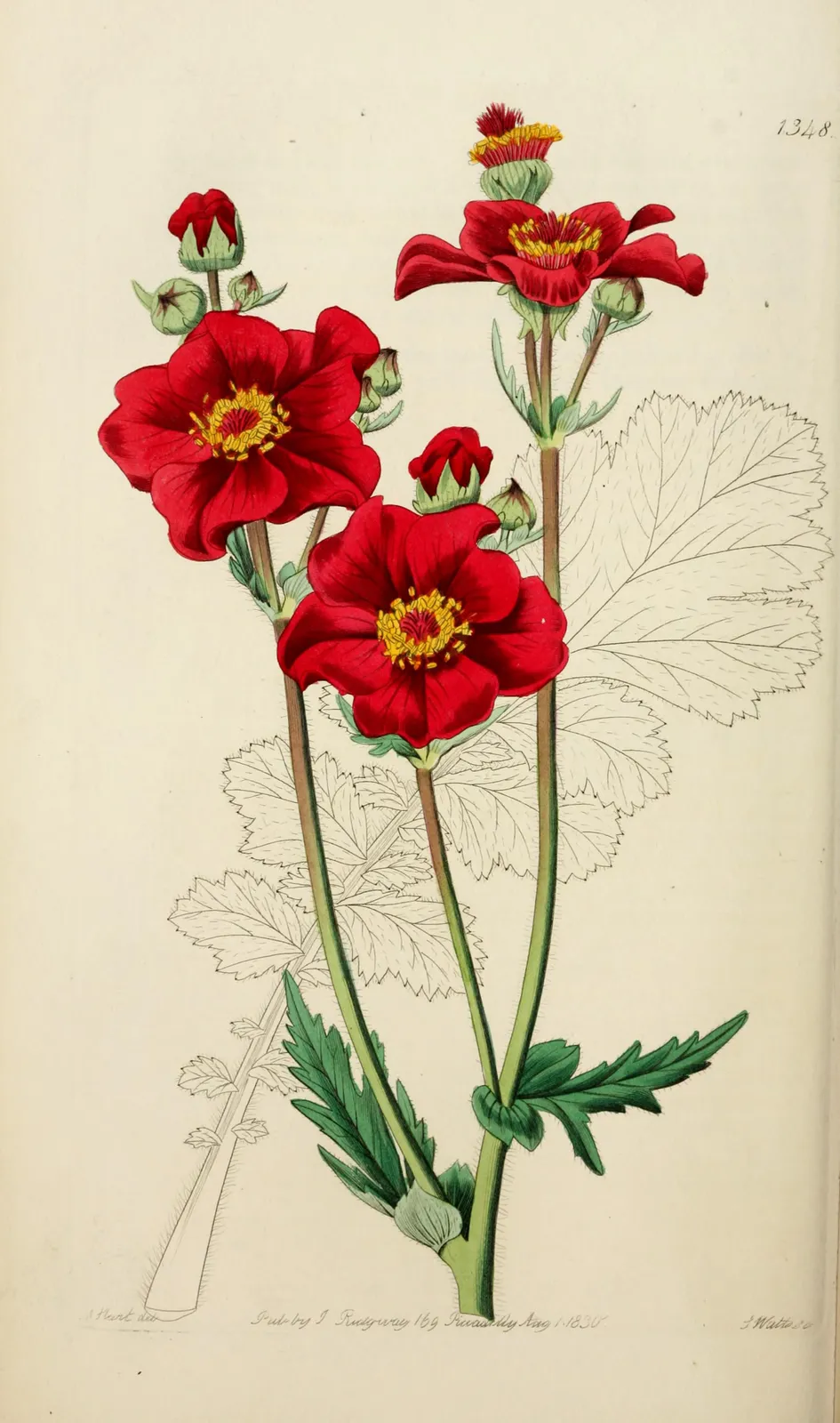 Geum Chiloense Flower — botanical anatomy illustration