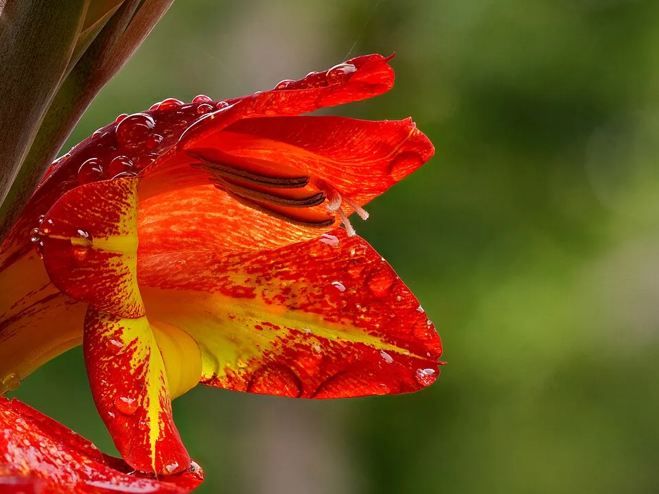 Gladiolus Dalenii Flower — botanical anatomy illustration