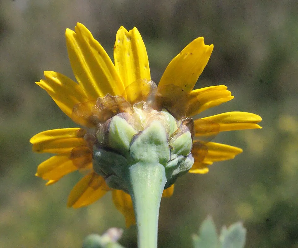 Glebionis Segetum Flower — botanical anatomy illustration