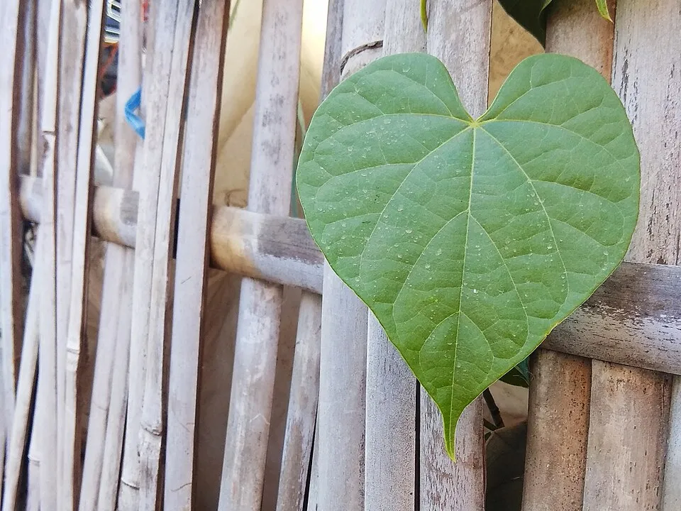 Heart-Leaved Moonseed Leaf — botanical anatomy illustration