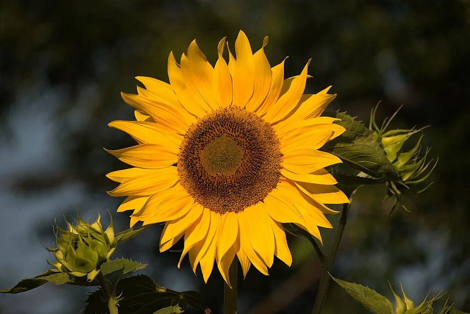Sunflower Flower — botanical anatomy illustration