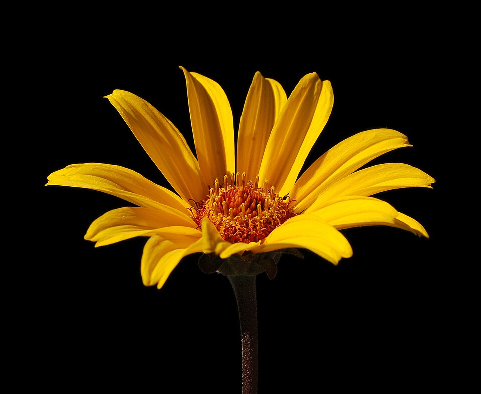 Heliopsis Helianthoides Flower — botanical anatomy illustration
