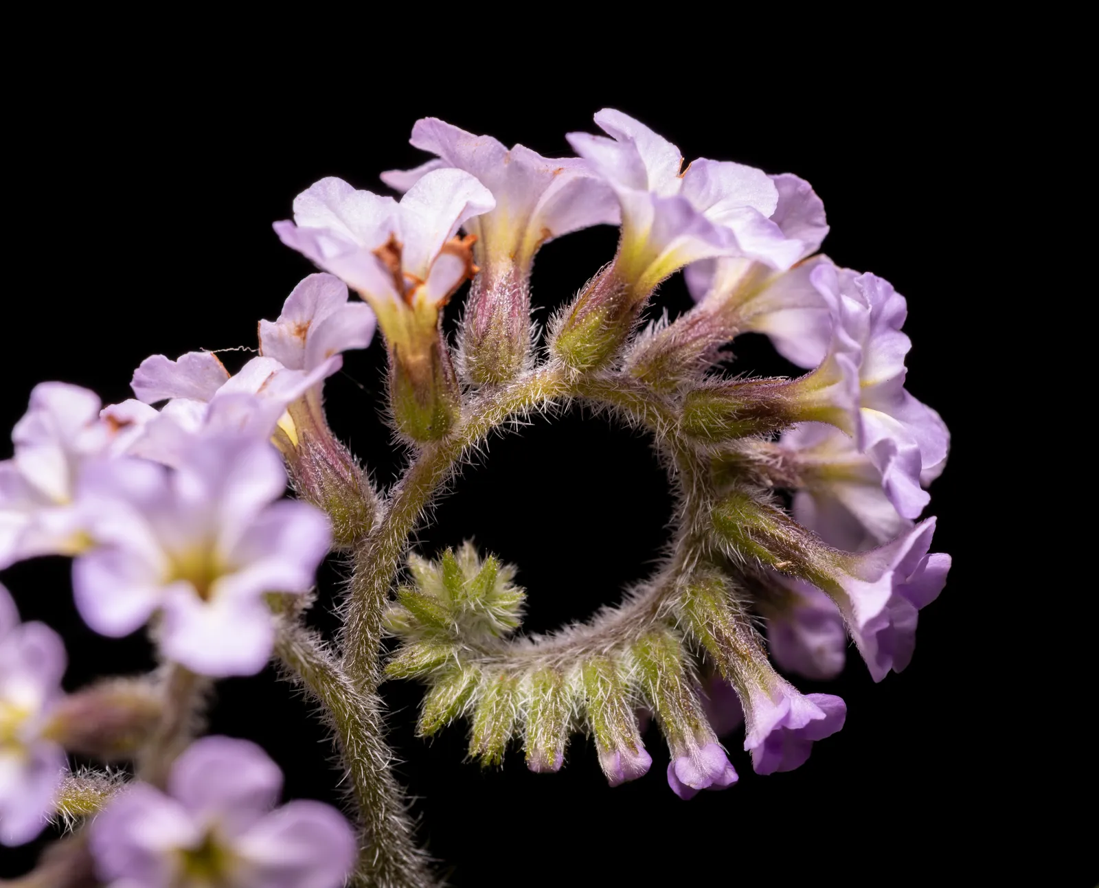 Heliotrope Flower — botanical anatomy illustration