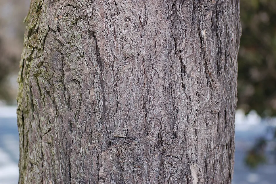 Hemlock Spruce Bark & Stem — botanical anatomy illustration