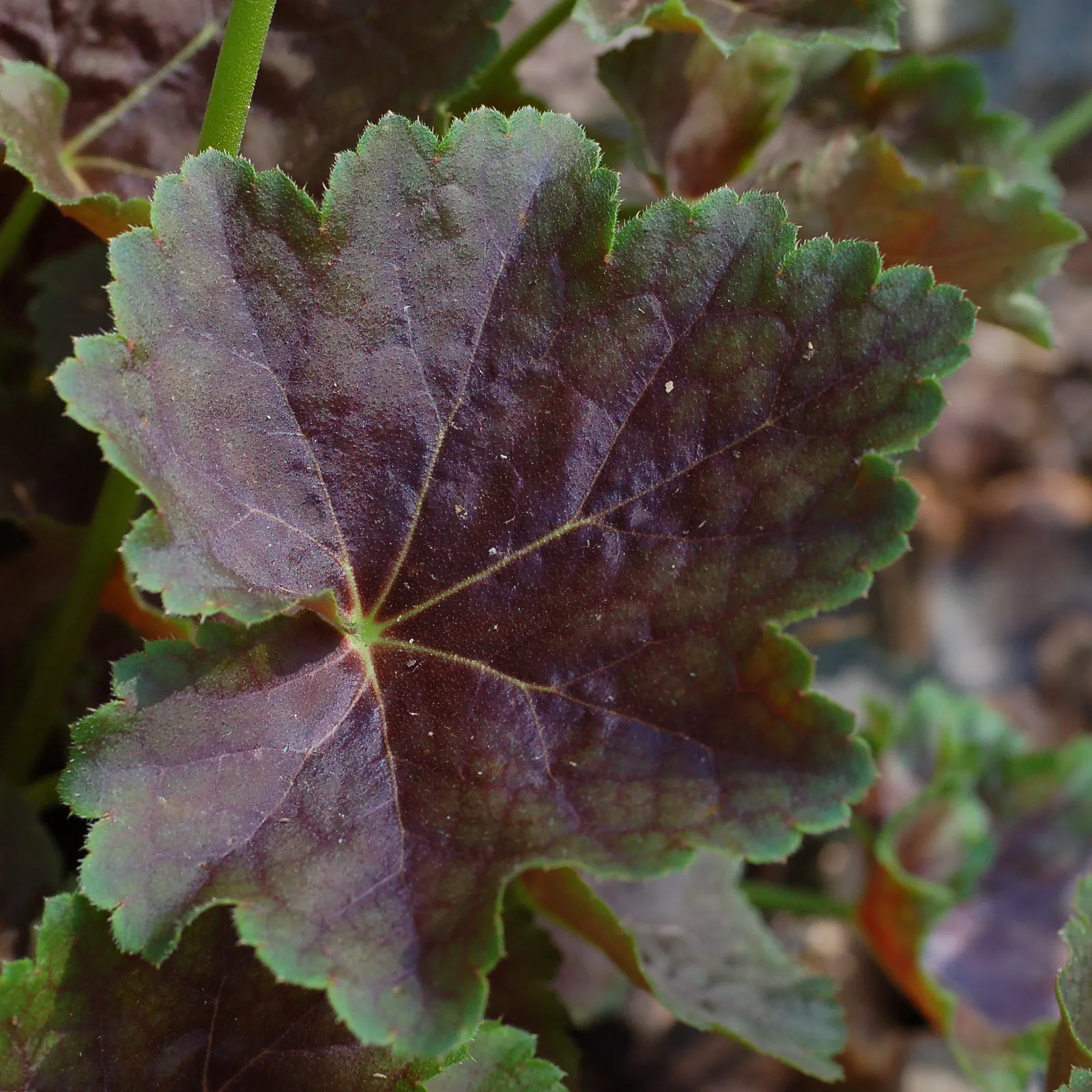Heuchera Americana Leaf — botanical anatomy illustration