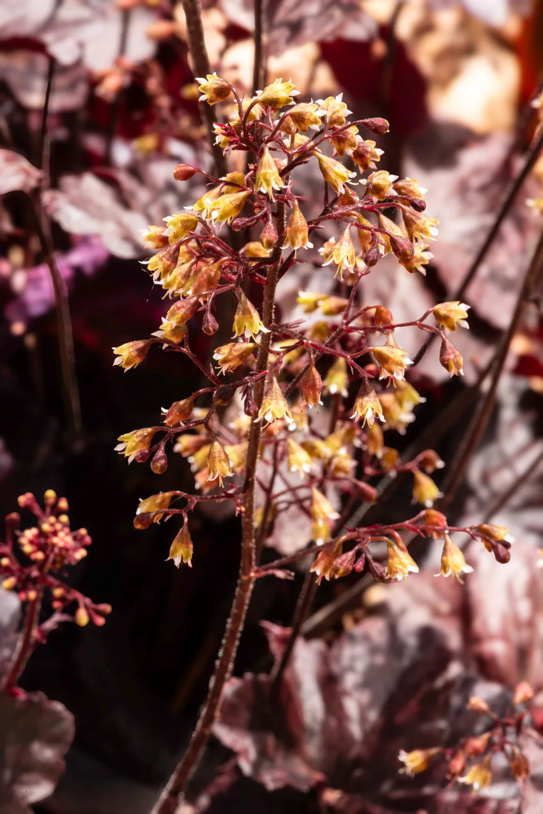 Heuchera Micrantha Flower — botanical anatomy illustration