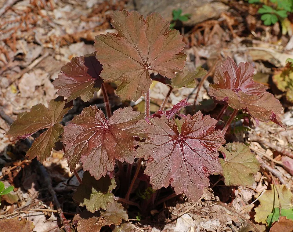 Heuchera Villosa Root System — botanical anatomy illustration