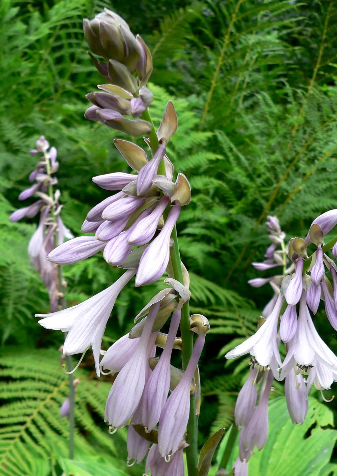 Hosta Flower — botanical anatomy illustration