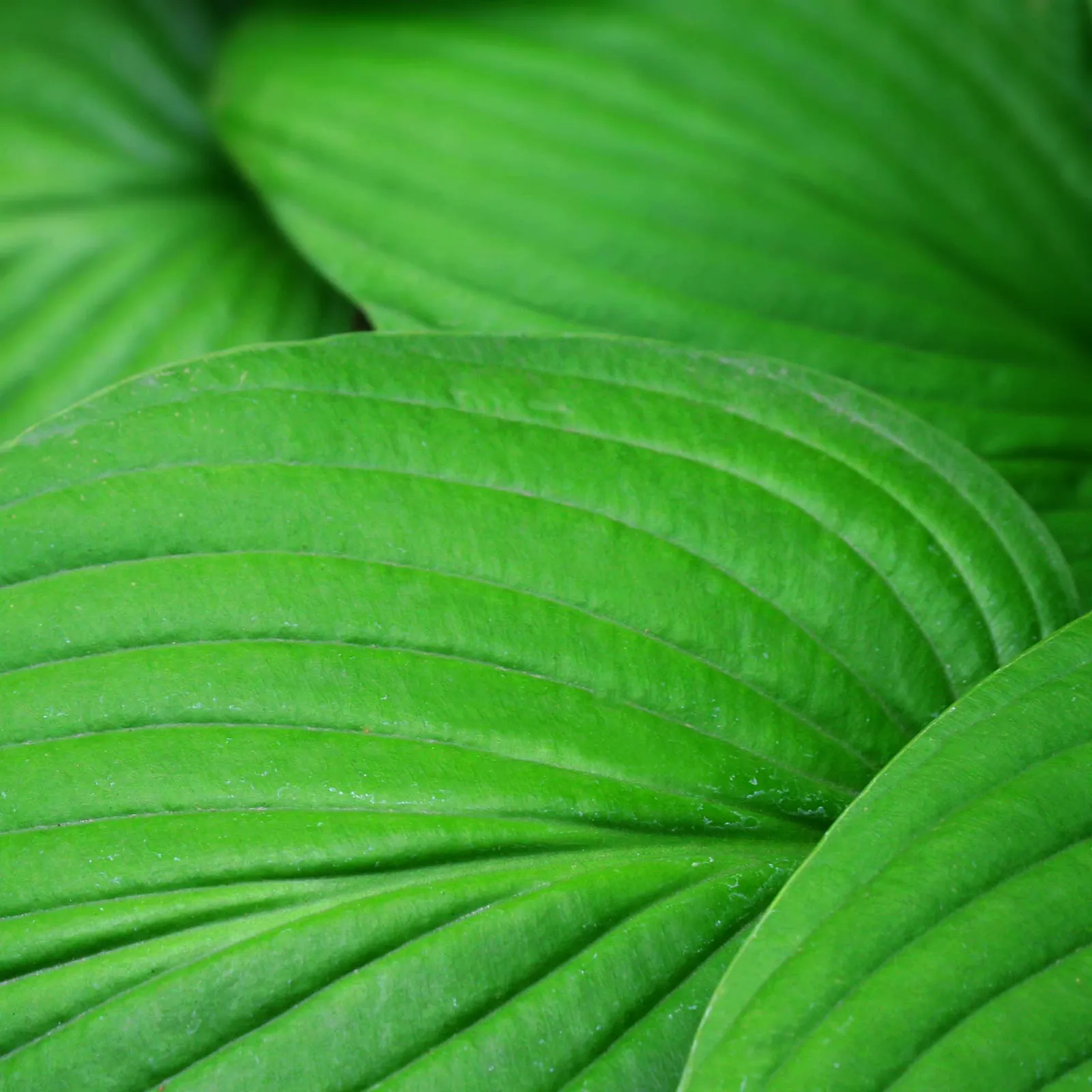 Hosta Leaf — botanical anatomy illustration