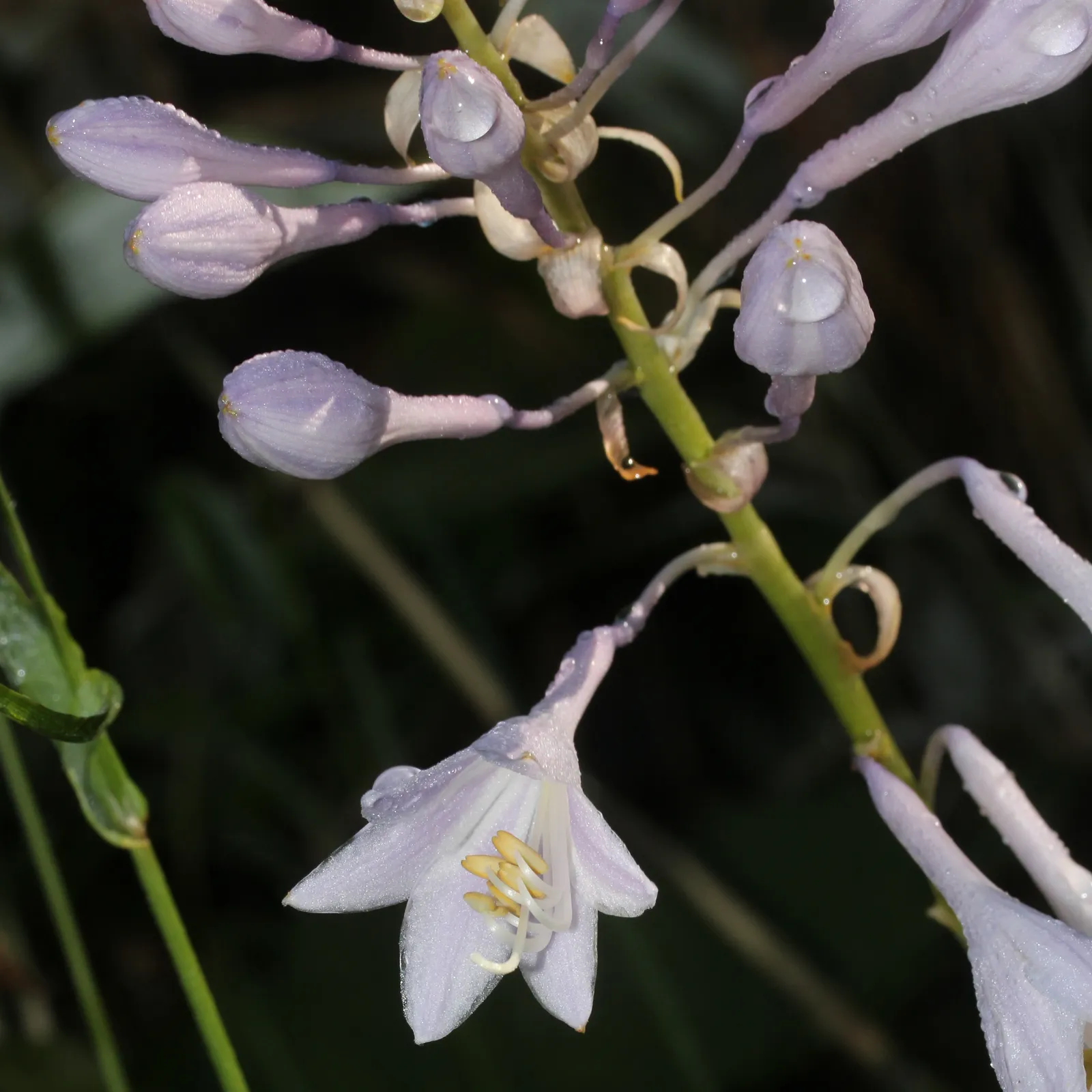 Hosta Sieboldiana Flower — botanical anatomy illustration