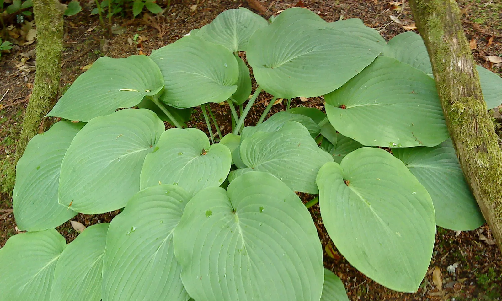 Hosta Sieboldiana Leaf — botanical anatomy illustration