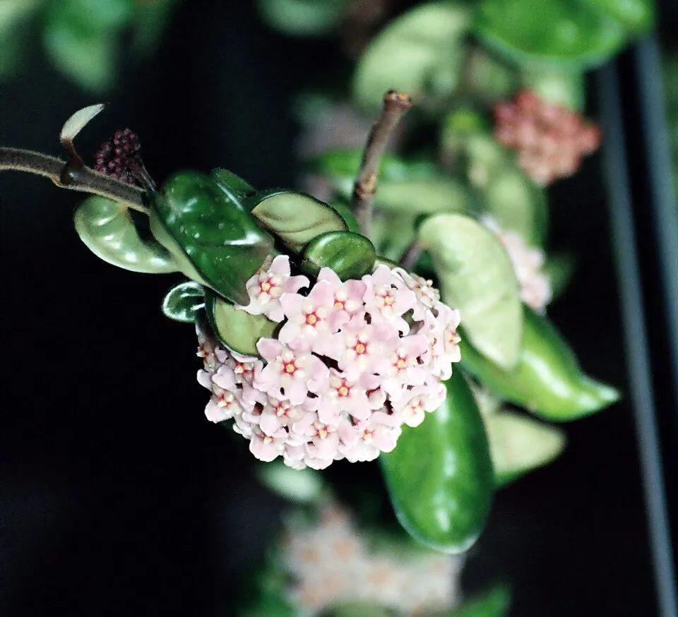 Hoya Compacta Flower — botanical anatomy illustration