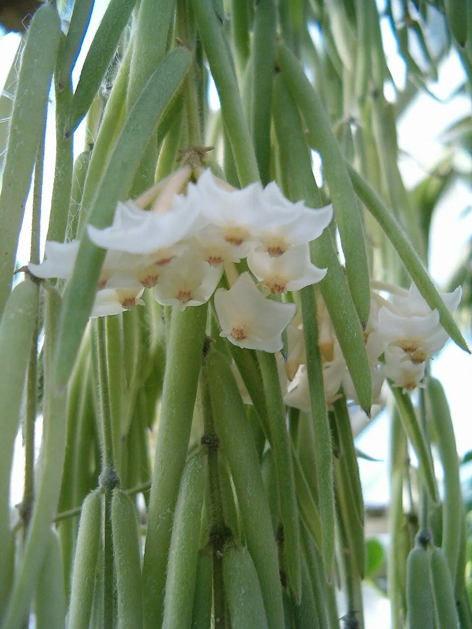 Hoya Linearis Flower — botanical anatomy illustration