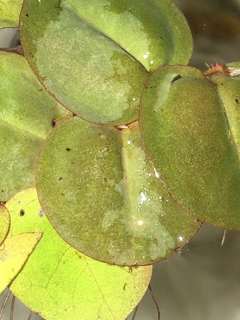 Hoya Mathilde Leaf — botanical anatomy illustration